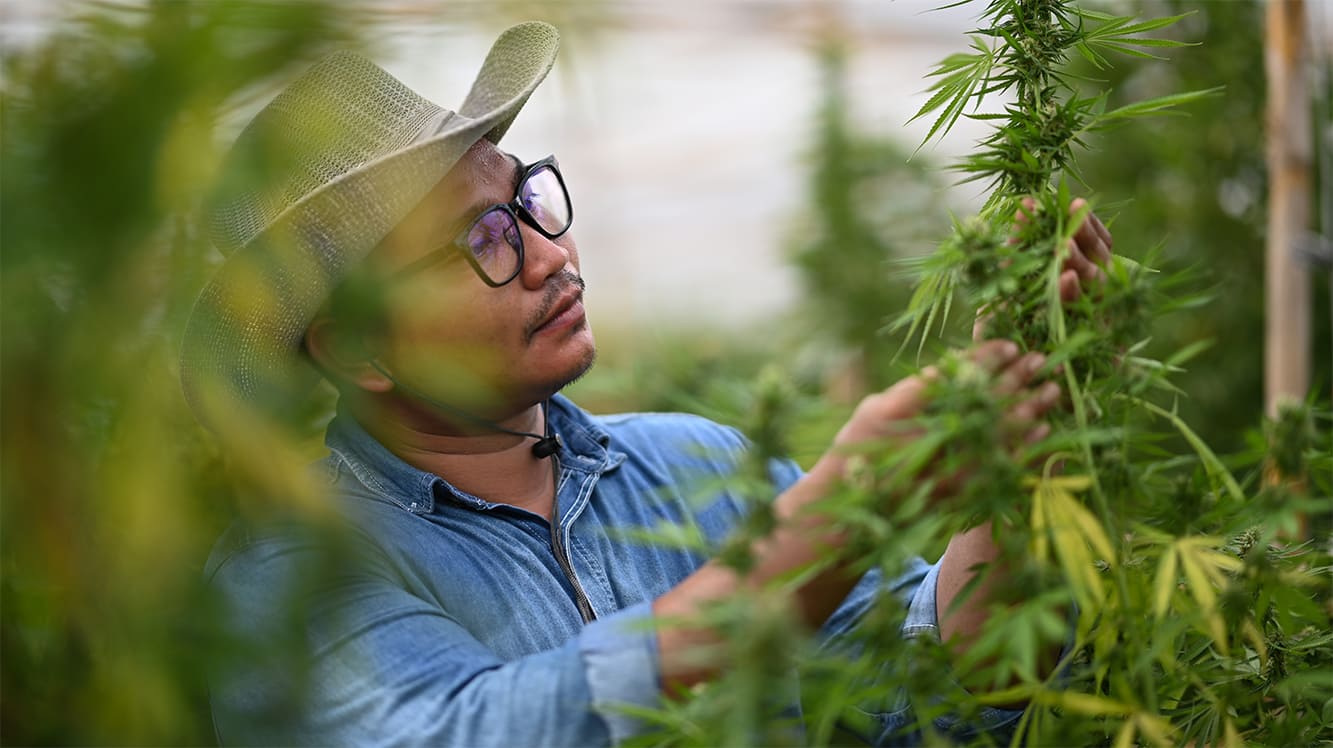 PROTEUS420 cannabis cultivation and operations