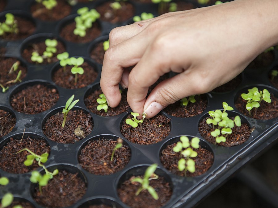 Greenhouse cultivation with rows of growing plants